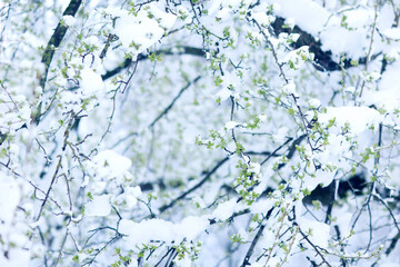 The last snowfall, a spring park, the first leaves and buds on the trees covered with snow, frosts...