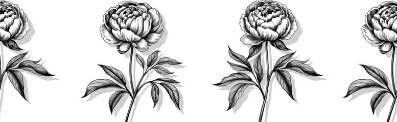 Detailed black and white peony botanical illustration featuring vintage floral engraving style, elegant hand drawn flower art for decorative design projects