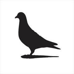 Black Pigeon Bird Silhouette Vector.