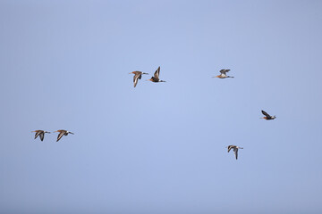 migration of migratory birds in nature, seasonal change