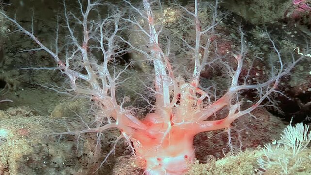 Deep beneath the ice, a Cucumaria miniata, or orange sea cucumber, extends its delicate feeding tentacles to capture plankton. This Holothuria lives in cold Arctic waters and is vital to the ecosystem