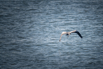 飛んでいるアオサギ	