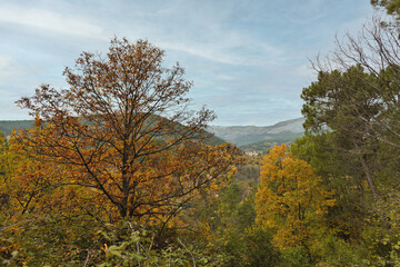 Fototapeta premium Autumnal panoramic view of a mountain valley with golden trees and a blue sky