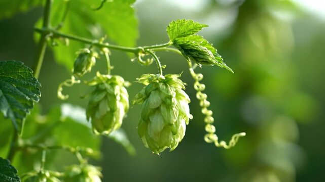 Close-up view of fresh green hops flowers growing on the vine with blurry green background