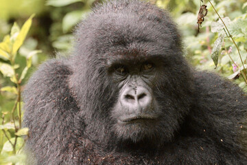 Portrait de Gorille au parc national des volcans, Rwanda