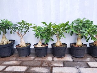 A row of potted Adenium plants neatly arranged in a home garden. A decorative element for a beautiful home garden.