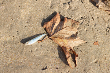 A small dead fish on the beach on the sand