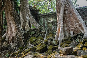 Close up view of large tree roots growing over pile of green mossy stone blocks at ancient temple ruins in Cambodia