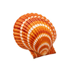 Obraz premium perfectly preserved pecten maximus scallop seashell, vibrant sunset orange and white, intricate ribbed texture, extreme macro focus on white background. concept of natural perfection and geometry