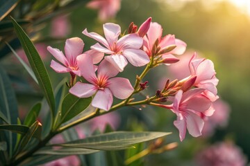 Obraz premium A macro photograph of Nerium oleander flowers in full bloom,