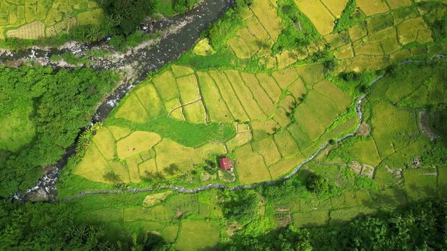 A spinning top-view aerial of vibrant rice fields and a lone red-roof hut near Quinawan Beach in Bataan, Philippines