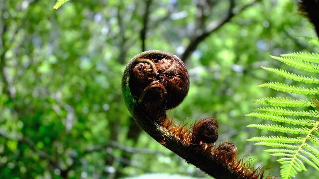 Maroi Koru New Zealand silver fern frond in spiral shape in forest NZ Aotearoa