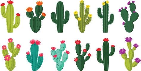 Colorful blooming cactus plant collection featuring various succulent species with vibrant flowers in a decorative botanical vector illustration set.