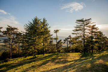 Sunlit pine forest on hillside with long shadows and distant valley under clear sky