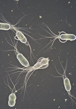 Bacteria with Flagella