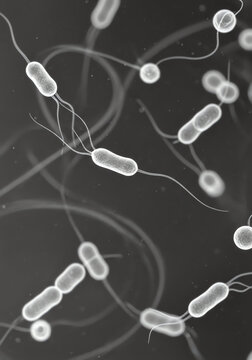 Bacteria Under Microscope