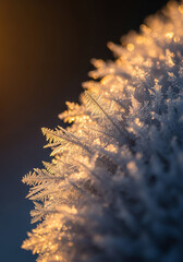 Frosted Fern Like Ice Crystals on Branch