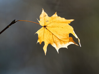 晩秋に黄葉したノルウェーカエデ
