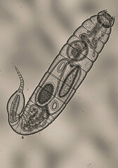 Micro Aquatic Worm in Water Droplet