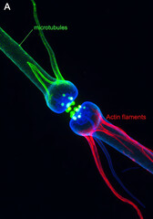 Neuron Cell Connection