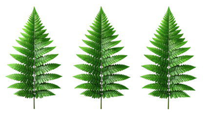 Trio of vibrant green fern fronds on black background