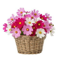 Pink and white cosmos flower bouquet in wicker basket isolated on transparent background