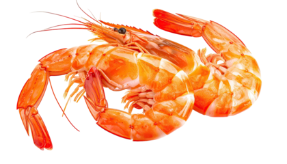 Two curled, peeled, cooked shrimps on a transparent background