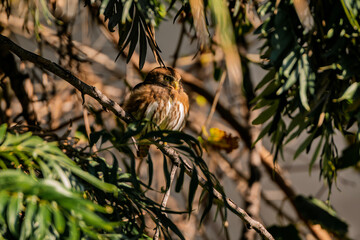 Ferruginous Pygmy-Owl sitting on a tree branch in sunlight
