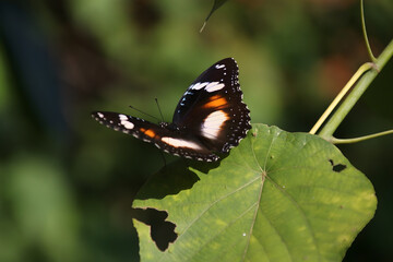 Butterflies are perched or resting on leaves