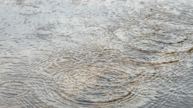 Raindrops make waves like the ocean tide.