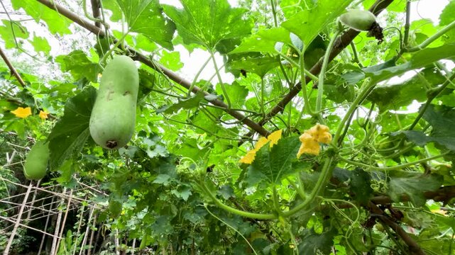 Winter Melon Growing on Trellis in Lush Phuket Garden