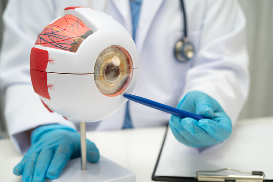 Asian doctor with eye human anatomy model for study diagnosis and treatment in hospital.