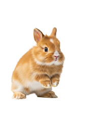 baby lionhead rabbit with dense ginger and white fur performing a dynamic mid-air binky leap, ultra-detailed photorealistic studio shot on a transparent background, concept of spring and easter