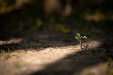 Young plant sprouting on cracked dry soil, symbolizing resilience.