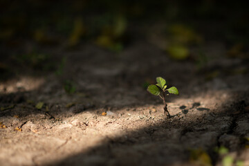 Young plant sprouting on cracked dry soil, symbolizing resilience.