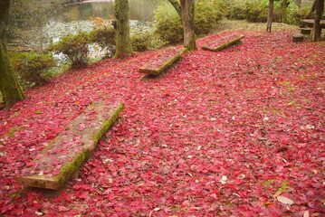 紅葉の落ち葉の絨毯