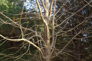 葉が散った後のイチョウ