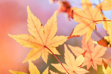 鮮やかな背景オレンジ色に色づくもみじの葉紅葉