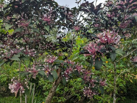 Pink and white flower clusters of Starburst bush (Clerodendrum quadriloculare)