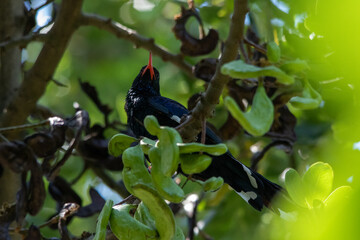 South African birds - green wood hoopoe with its distinctive red bill