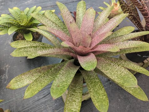 Colorful bromeliad Vriesea shaped like a rosette 