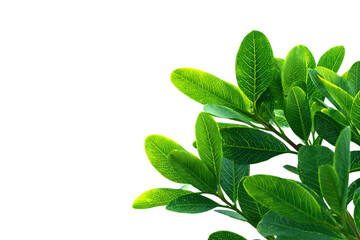 Botanical leaves illustration isolated on transparent background
