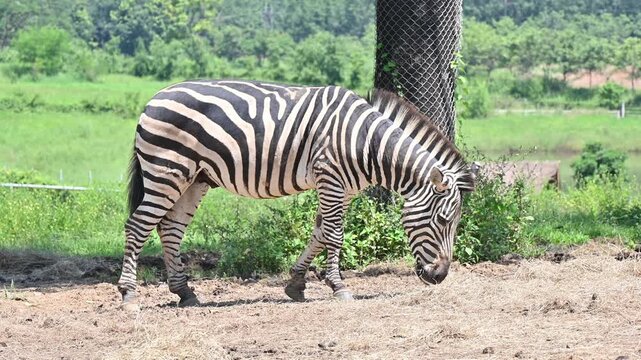 Footage of Zebras living in wildlife conservation area. Zebra is species of African horse family unique with having black an white strippit coats.