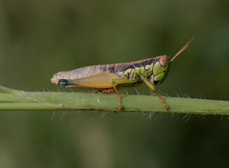Grasshoppers perch horizontally on hairy/thorny plant stems