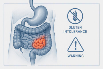 Medical illustration showing concerning digestive anatomy with highlighted inflamed small intestine from gluten intolerance. Minimal blue toned layout with clinical warning symbol