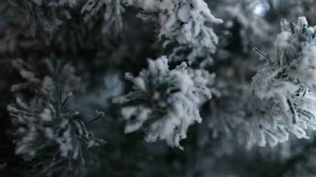 Snow covered pine tree, Winter time, Christmas,