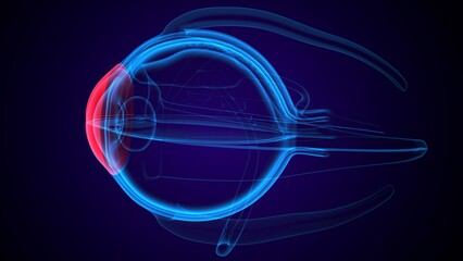 Obraz premium Eye anterior chamber part anatomy. 3d render