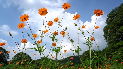 A vibrant field of tall orange cosmos flowers stretching toward a bright blue sky with wispy clouds