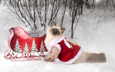 birman cat in nature © cynoclub