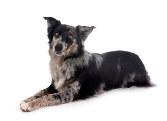australian shepherd in studio